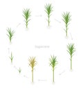 Circular crop stages of Sugarcane. Round growing sugar cane plant used for sugar production. Vector Illustration Royalty Free Stock Photo