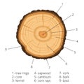 Circular cross-section of a tree with annual rings with signed pieces of wood. Vector illustration