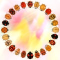 Circular design of ladybugs, ladybird beetles. Beetles Coleoptera, Coccinellidae against colorful floral natural blur background