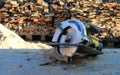 Circular electric saw in sawdust, pile of fresh blurred wooden