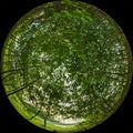 Circular fisheye view of the green foliage of young trees in a park or forest. Fulldome panoramic photo