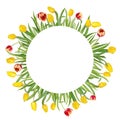 Circular floral frame made of beautiful red and yellow tulips on long stems with green leaves. Isolated on white background. Royalty Free Stock Photo