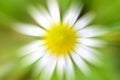 Circular geometric white green yellow background. Abstract explosion effect. Centric motion daisy flower with a yellow center Royalty Free Stock Photo