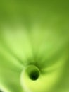 Circular green background of a leaf