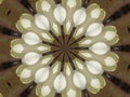 Circular kaleidoscope pattern resembling a chrysanthamum. Royalty Free Stock Photo