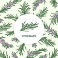 Circular label decorated by rosemary sprig. Beautiful round tag with fragrant spicy culinary herb or condiment. Natural Royalty Free Stock Photo