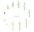 Circular life cycle of Cereal grain agricultural crops. Rye or wheat plant. Vector illustration. Secale cereale. Round Agriculture Royalty Free Stock Photo