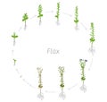 Circular life cycle of Flax Linum usitatissimum Round Growth stages vector illustration