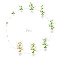 Circular life cycle of Pea Pisum sativum cultivation agriculture. Round growth stages vector illustration Royalty Free Stock Photo