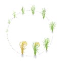 Circular life cycle of rice. Growth stages of rice plant. Rice increase phases. Vector illustration. Oryza sativa