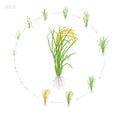 Circular life cycle of rice. Growth stages of rice plant. Rice increase phases. Vector illustration. Oryza sativa. Ripening period