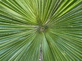 Circular Palm Leaf