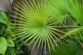 Circular Palm Fronds Tropical Garden