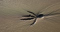 A circular pattern resembling a starfish creates intricate impressions in wet sand, casting subtle Royalty Free Stock Photo