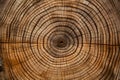 circular patterns on a cross section of a giant and old tree trunk Royalty Free Stock Photo