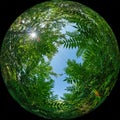 Circular photo 360 fisheye - green leaves and branches of dense vegetation. Fulldome format