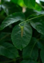 Circular plant stem and blur leaf Royalty Free Stock Photo