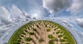 Circular rotation of the hemisphere of the earth on plantation of young conifers with blue sky. loop revolve