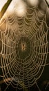 Circular spider web covered in dewdrops, intricately woven and radiating from the Royalty Free Stock Photo
