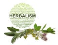 Herbalism Word Cloud and Common Culinary Herbs Royalty Free Stock Photo