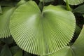 Circular Tropical Palm leaf