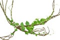 Circular vine at the roots. Bush grape or three-leaved wild vine cayratia Cayratia trifolia liana ivy plant bush, nature frame