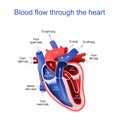 Circulation of blood through the heart. Cross section