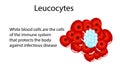 Circulation of erythrocytes, leukocytes and platelets in plasma.