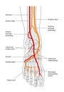 Circulation of the foot - labelled