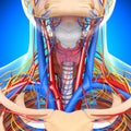 Circulatory and nervous system of throat