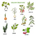Circulatory stimulant herbs