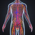 Circulatory and Nervous System with Lymph Nodes Royalty Free Stock Photo