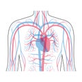 Circulatory system anatomy Royalty Free Stock Photo