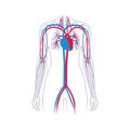 Circulatory system anatomy Royalty Free Stock Photo