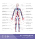 The circulatory system