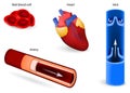 Circulatory system or cardiovascular system