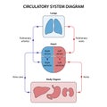 Human circulatory system diagram labeled.