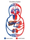 Circulatory system diagram