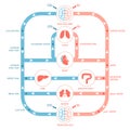 Circulatory system