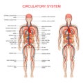 Circulatory system