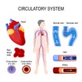 Circulatory system: heart, cross-section artery and vein, normal Royalty Free Stock Photo