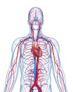 Circulatory system highlights heart