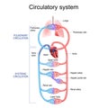 Circulatory system. Human bloodstream. Pulmonary Circulation in lungs, and Systemic Circulation Royalty Free Stock Photo