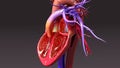 Circulatory System with Intersection Heart Royalty Free Stock Photo