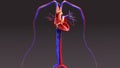 Circulatory System with Intersection Heart Royalty Free Stock Photo