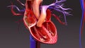 Circulatory System with Intersection Heart Royalty Free Stock Photo