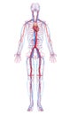 Circulatory system of male body Royalty Free Stock Photo