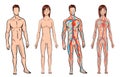 Circulatory system. Medical vector illustration anatomy of human body system. Male and woman circulatory system set on a Royalty Free Stock Photo