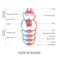 Circulatory System