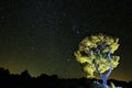 Circumpolar photograph on the pines of a natural park Royalty Free Stock Photo